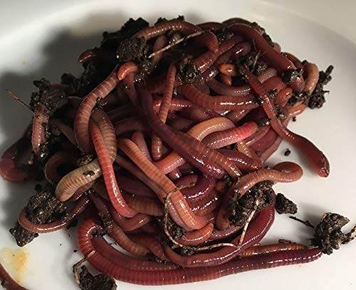 Pure Red wigglers - Vermicompost Oasis
