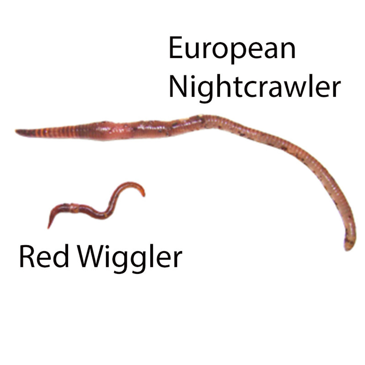 European nightcrawler 1/2 lb