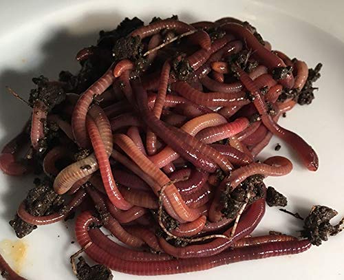 Pure Red wigglers