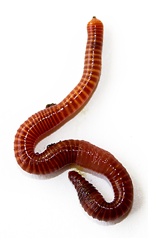 Pure Red wigglers