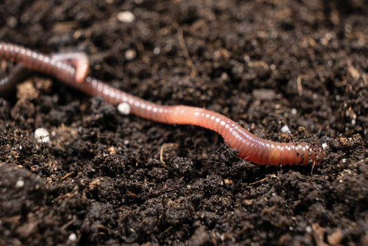 Black Gold- Worm Castings 1 lbs